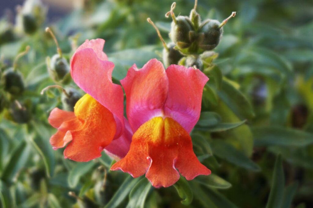 Fleurs Mufliers avec une puissance magique