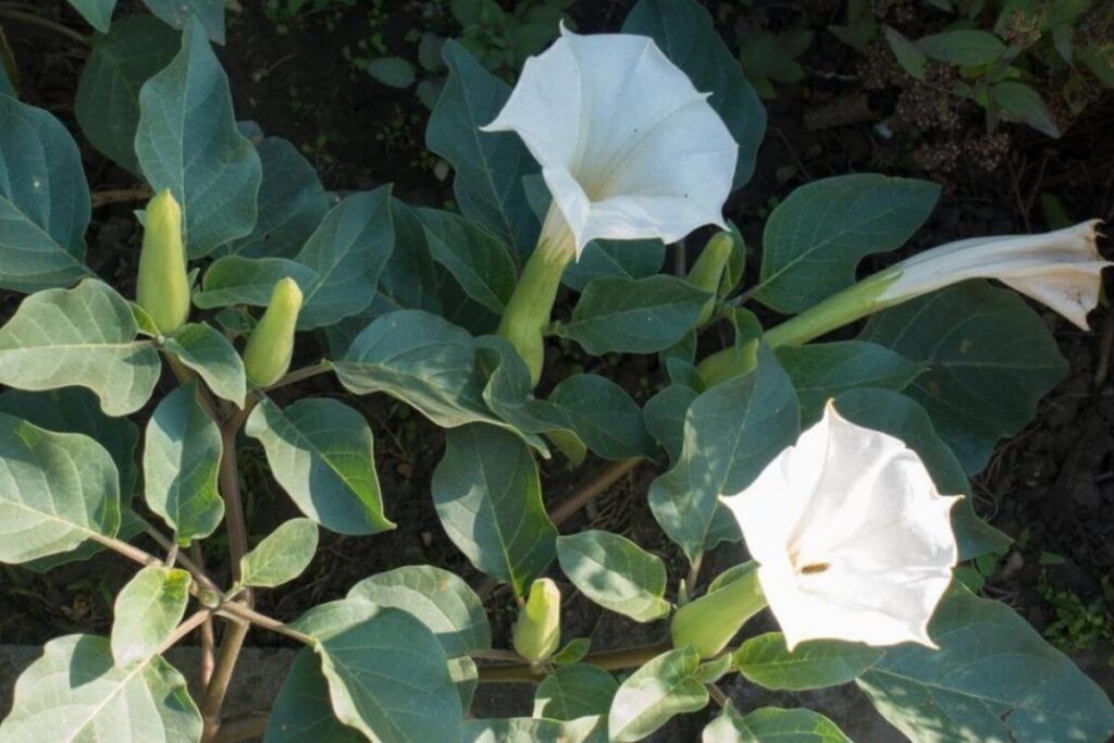 Plante Toxique Datura