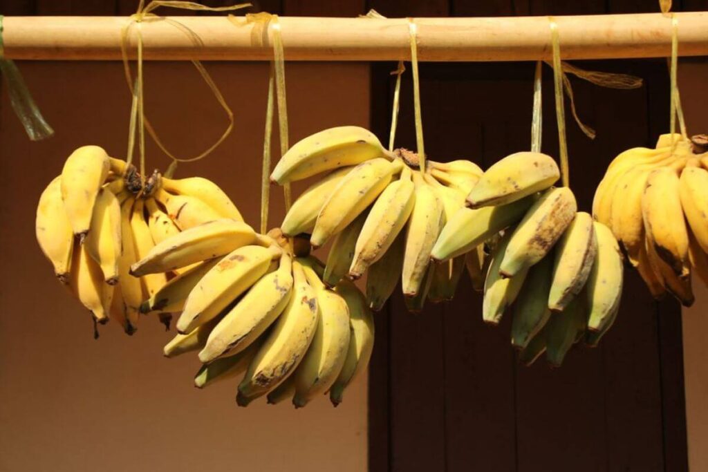 Pourquoi banane noircit rapidement