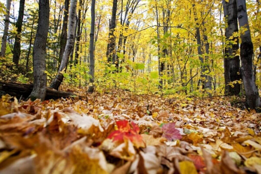 Arbres feuilles caduques adaptation cycle saisonnier