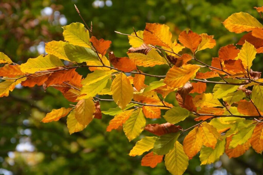 Jaunissement feuilles arbres