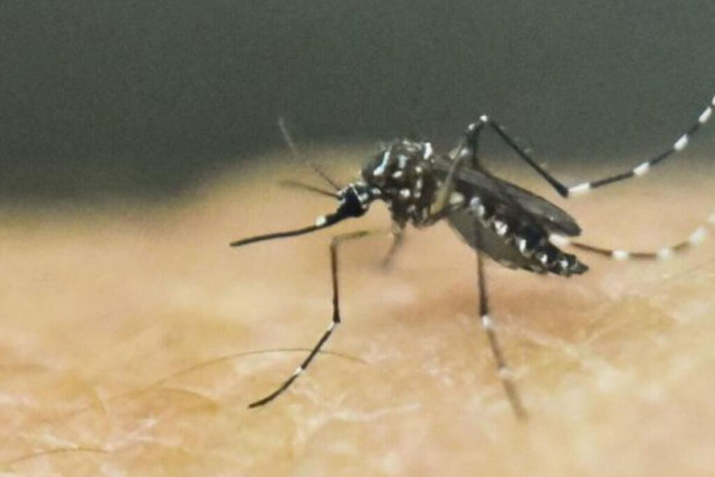 Dengue Guadeloupe