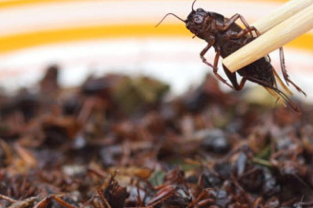 Intégrer sauterelles alimentation