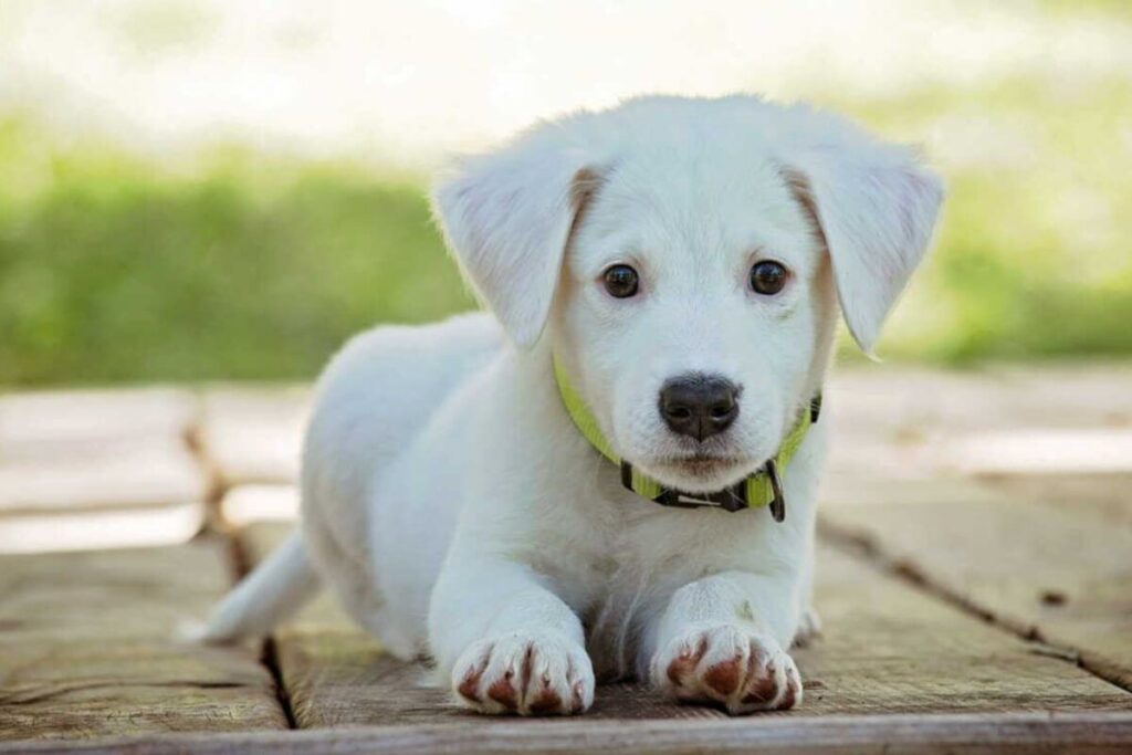 Animaux détectent maladies