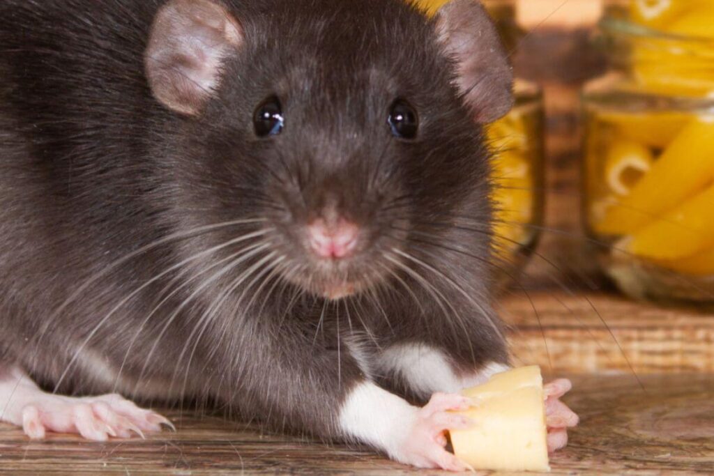 Rats redoutables détecteurs tuberculose