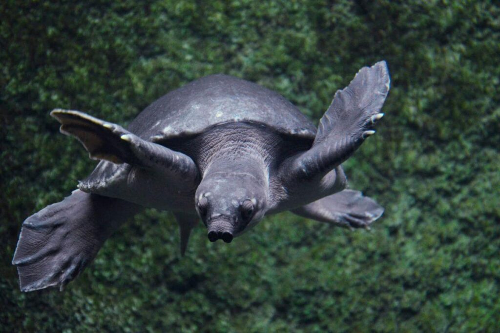 Régime alimentaire tortue